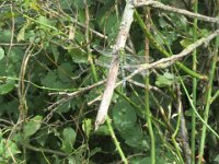 2017-09-05 12-40-59 - IMG 4044